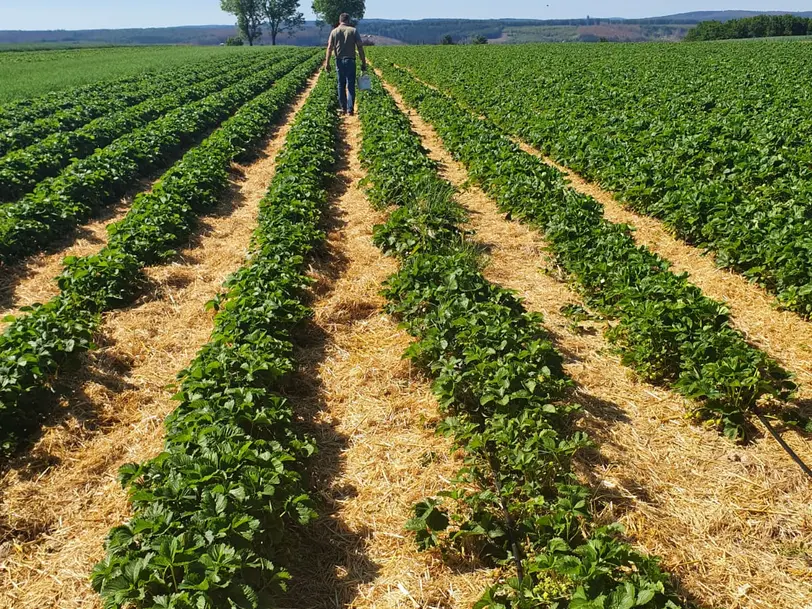 Erdbeeren Alteköster in Möhnesee-Körbecke